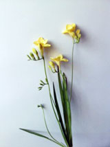 1105_freesia.jpg