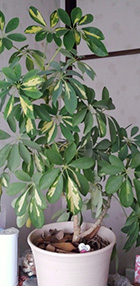 schefflera.jpg