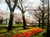 news_110422_sakura1.jpg