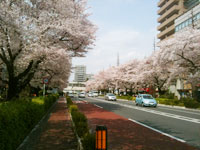 news_110422_sakura2.jpg